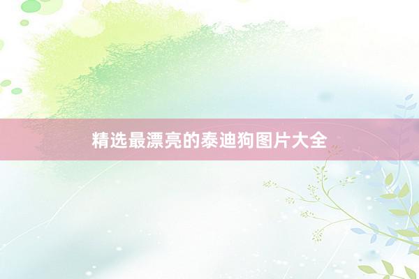 精选最漂亮的泰迪狗图片大全